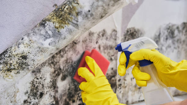 Why You Should Choose Our Mold Remediation Services in Elwood, KS